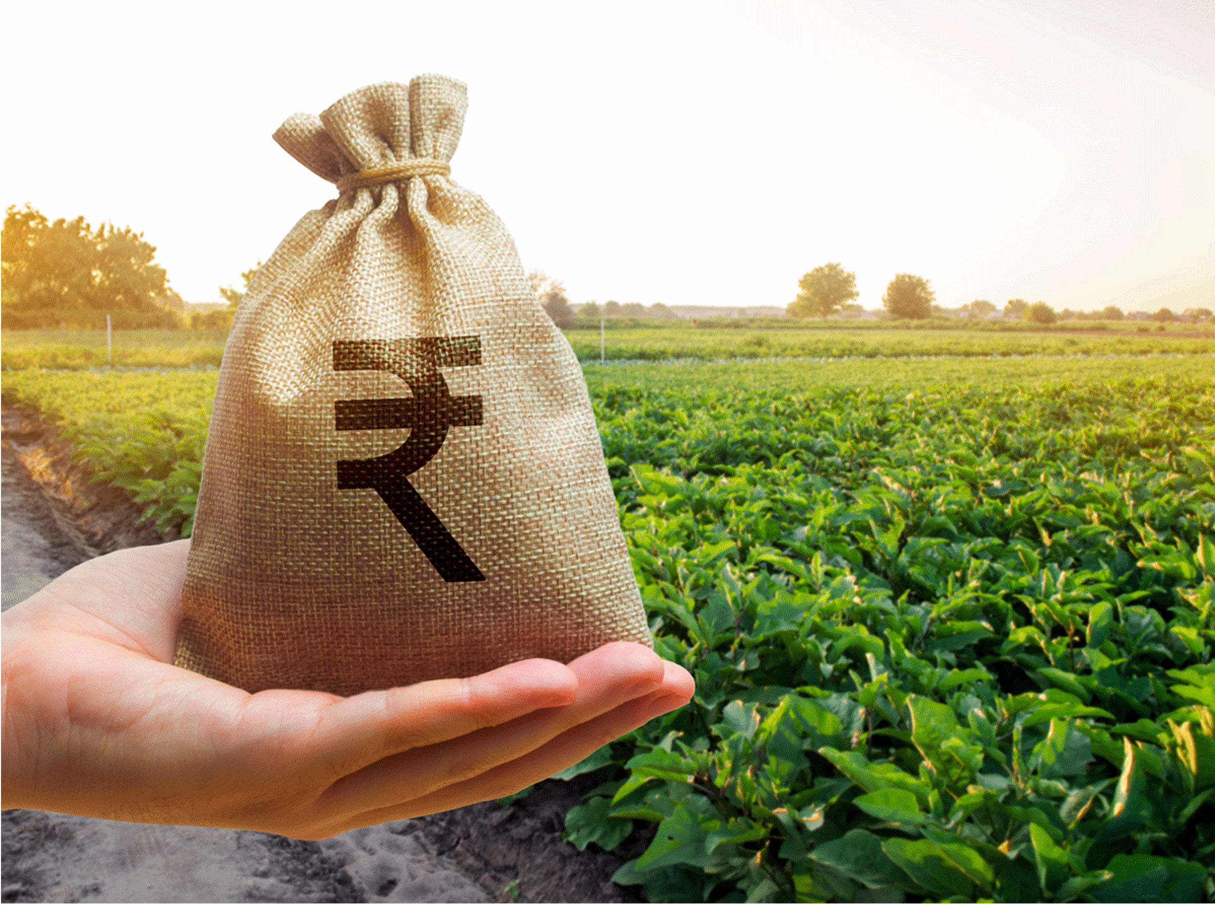 Punjab farmer