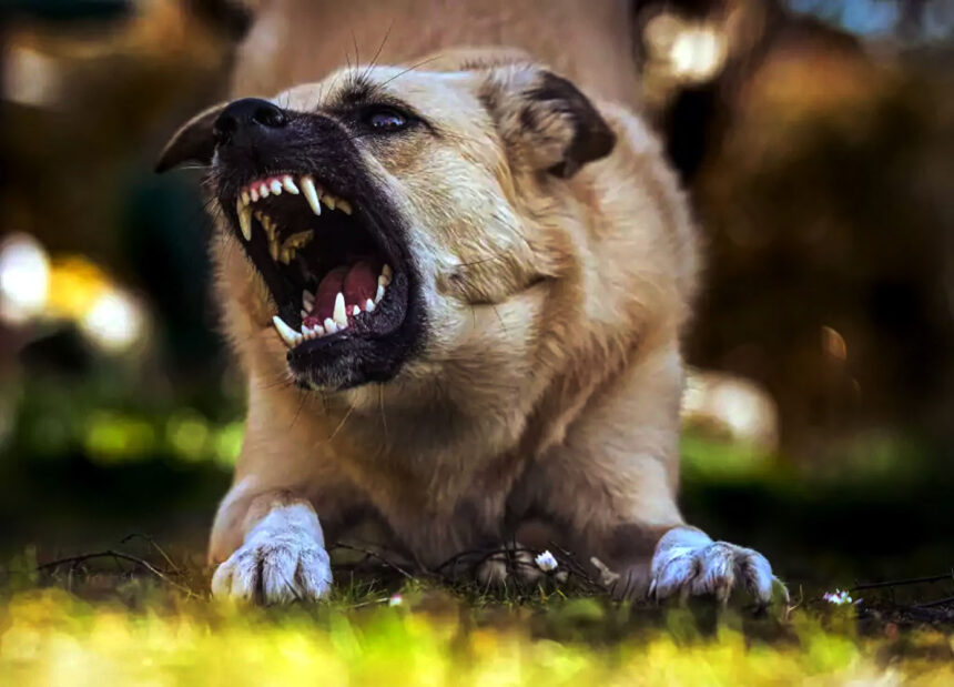 dog bite