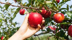 Can I eat an apple at night