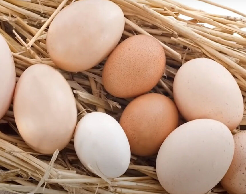 Artificial Egg