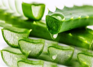 Aloe Vera Benefits in Hindi