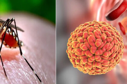 zika virus